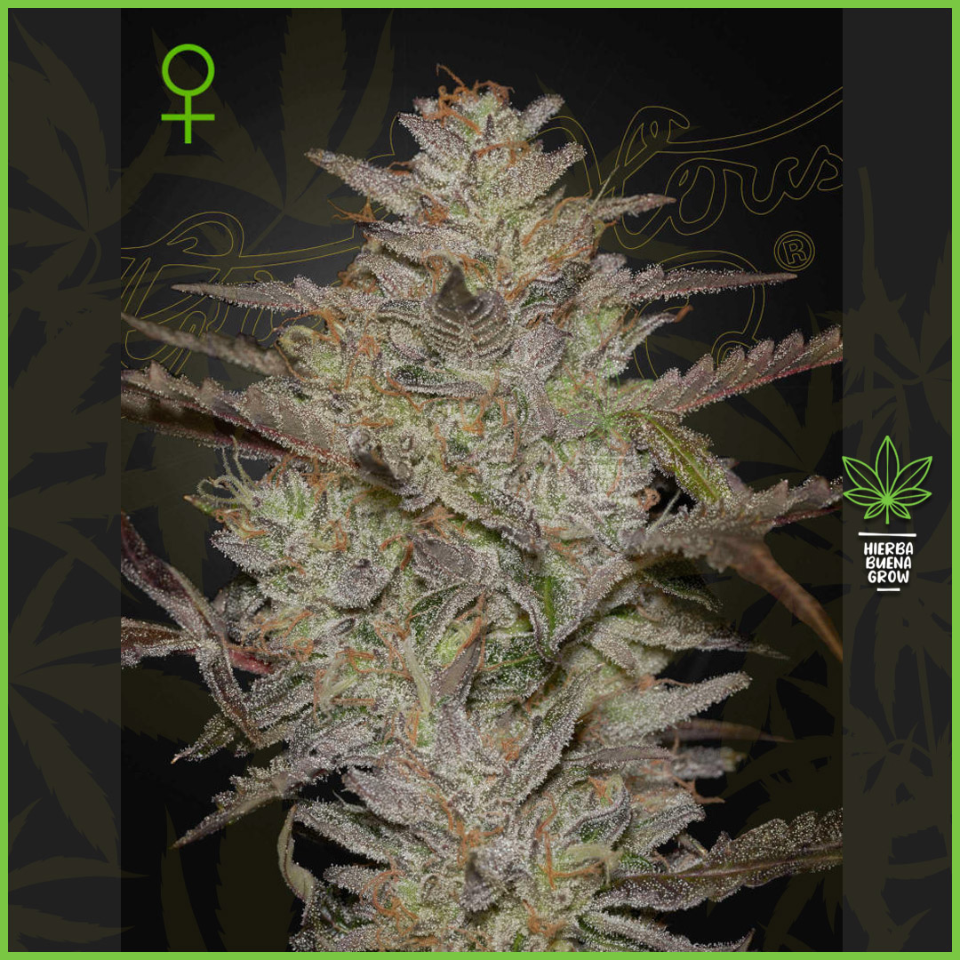 Green House - AlienZ - 40% Sativa / 50% Indica / 10% Ruderalis