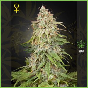 Green House - GH Amnesia - 65% Sativa / 35% Indica