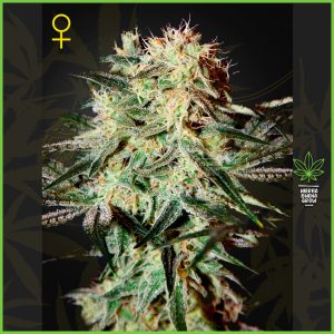 Green House - Arjan’s Strawberry Haze - 70% Indica / 30% Sativa