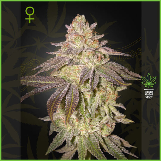 Green House - Black Toffee - 30% Sativa / 60% Indica / 10% Ruderalis
