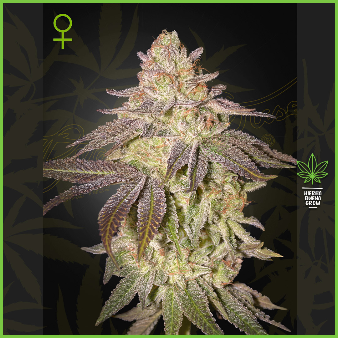 Green House - Black Toffee - 30% Sativa / 60% Indica / 10% Ruderalis