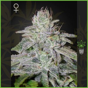 Green House - Franco’s Lemon Cheese - 60% Sativa / 40% Indica