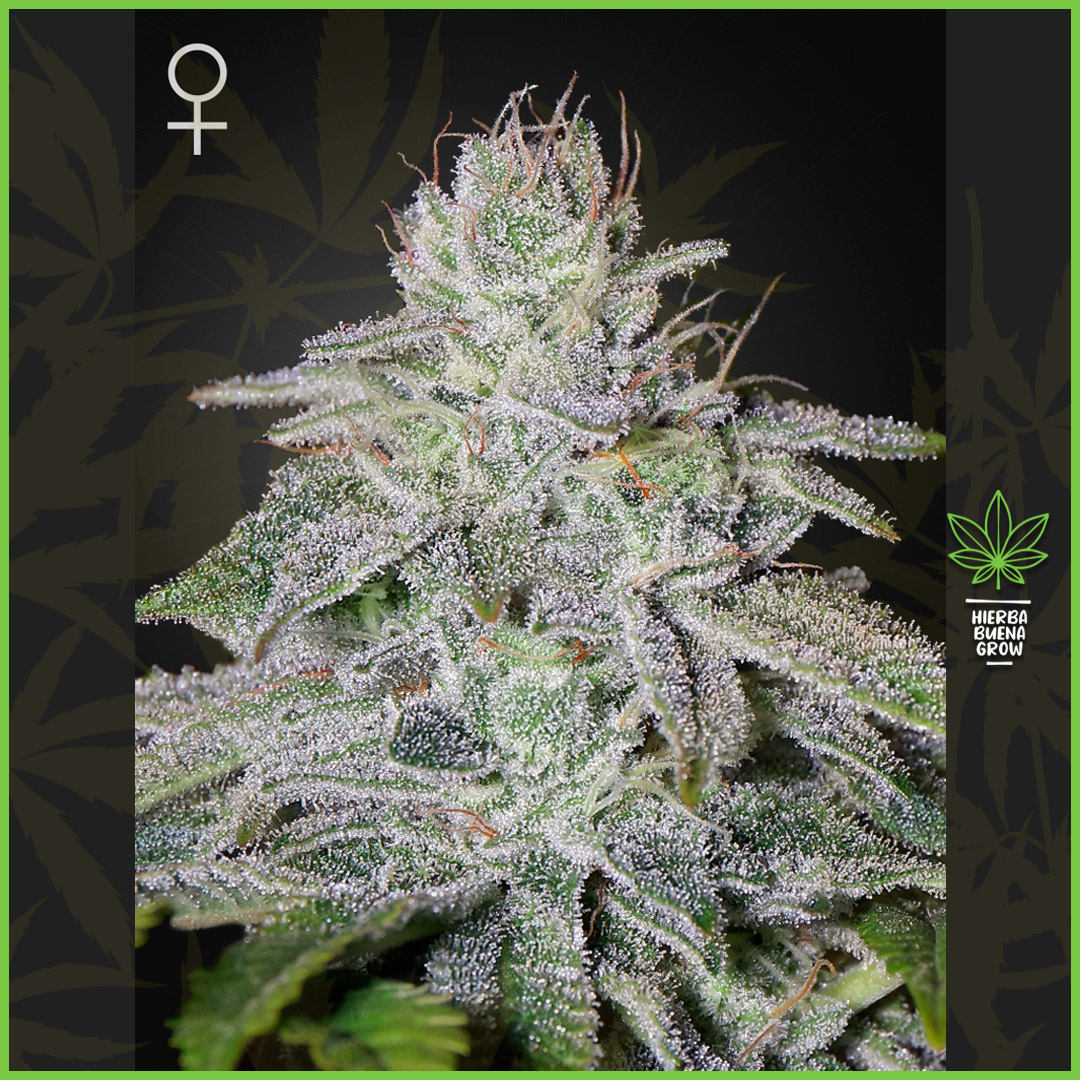 Green House - Franco’s Lemon Cheese - 60% Sativa / 40% Indica