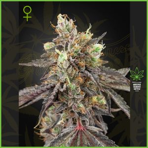 Green House - Gelato 41 - 20% Sativa / 70% Indica / 10% Ruderalis
