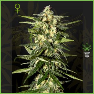 Green House - Jack Herer - 50% Sativa / 30% Indica / 20% Ruderalis