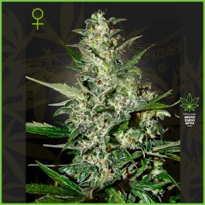 Green House - Super Critical - 10% Sativa / 80% Indica / 10% Ruderalis