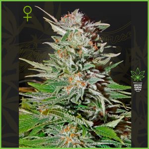 Green House - Super Lemon Haze - 50% Sativa / 30% Indica / 20% Ruderalis