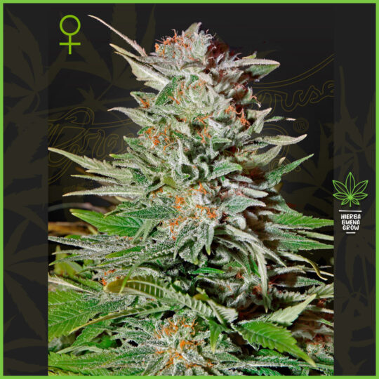 Green House - Super Lemon Haze - 50% Sativa / 30% Indica / 20% Ruderalis
