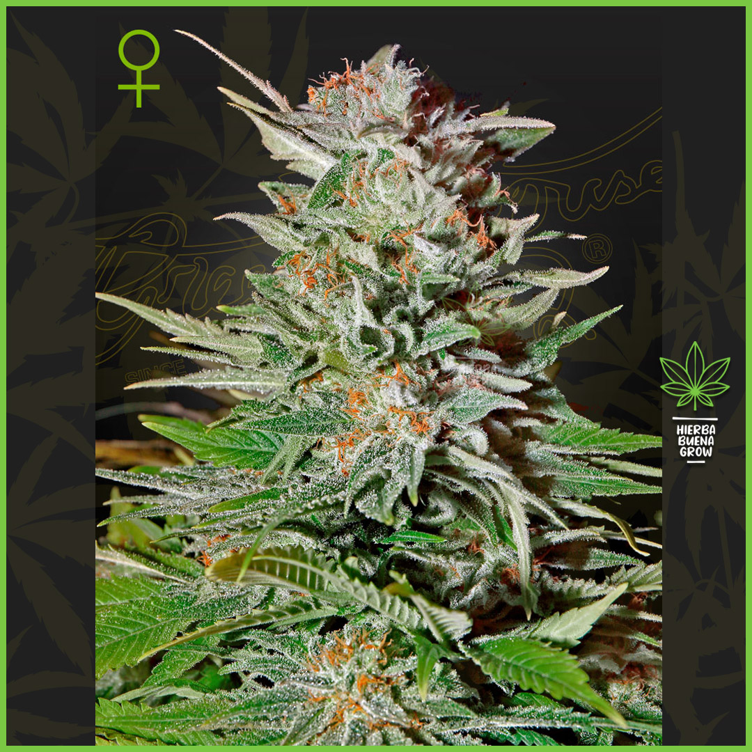 Green House - Super Lemon Haze x Pink Candy - 60% Sativa / 40% Indica