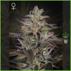 Green House - Banana Krumble - 70% Indica / 30% Sativa