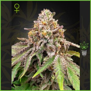 Green House - Blue Haze x Gelato 41 - 60% Indica / 30% Sativa / 10% Ruderalis