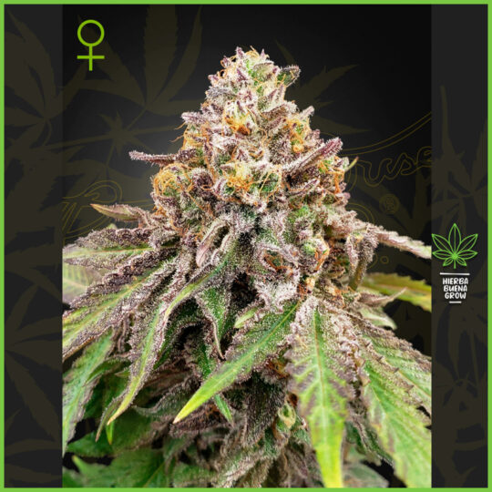 Green House - Blue Haze x Gelato 41 - 60% Indica / 30% Sativa / 10% Ruderalis