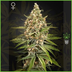 Green House - Bubba Slush - 70% Indica / 30% Sativa