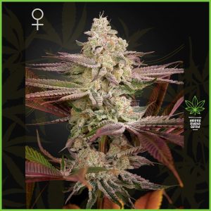 Green House - Chemical Bride - 70% Sativa / 30% Indica