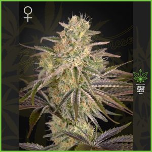 Green House - Cloud Walker - 70% Sativa / 30% Indica
