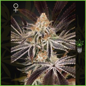 Green House - Dark Phonenix - 60% Sativa / 40% Indica
