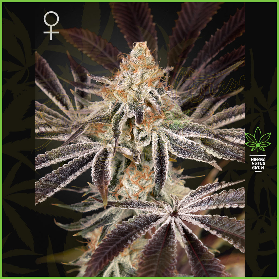 Green House - Dark Phonenix - 60% Sativa / 40% Indica
