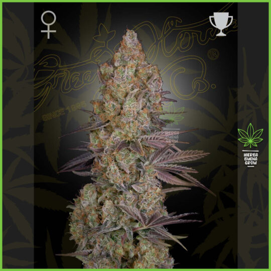 Green House - Exodus Cheese - 60% Sativa / 40% Indica