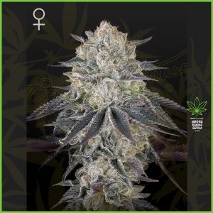 Green House - Fullgas - 60% Sativa / 40% Indica