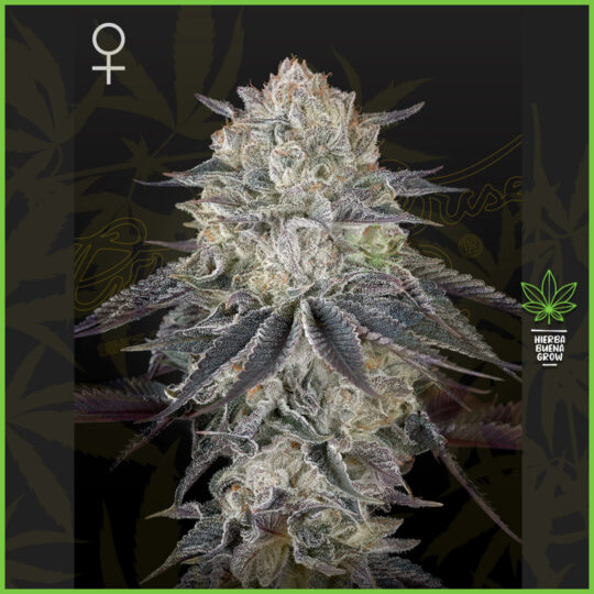Green House - Fullgas - 60% Sativa / 40% Indica