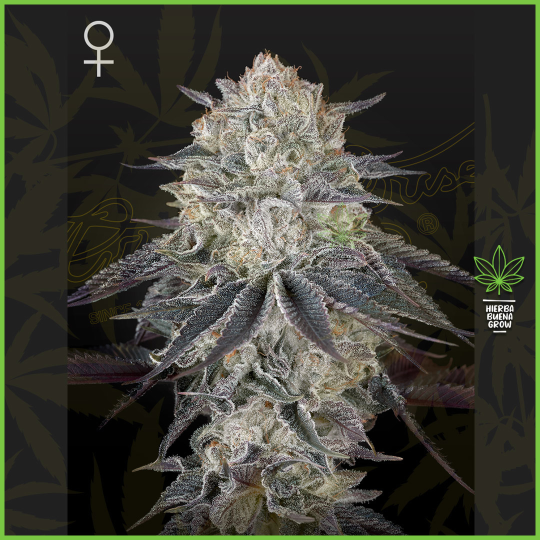 Green House - Fullgas - 60% Sativa / 40% Indica