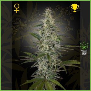 Green House - Hawaiian Snow - 80% Sativa / 20% Indica