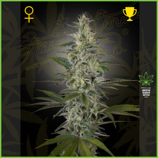 Green House - Hawaiian Snow - 80% Sativa / 20% Indica