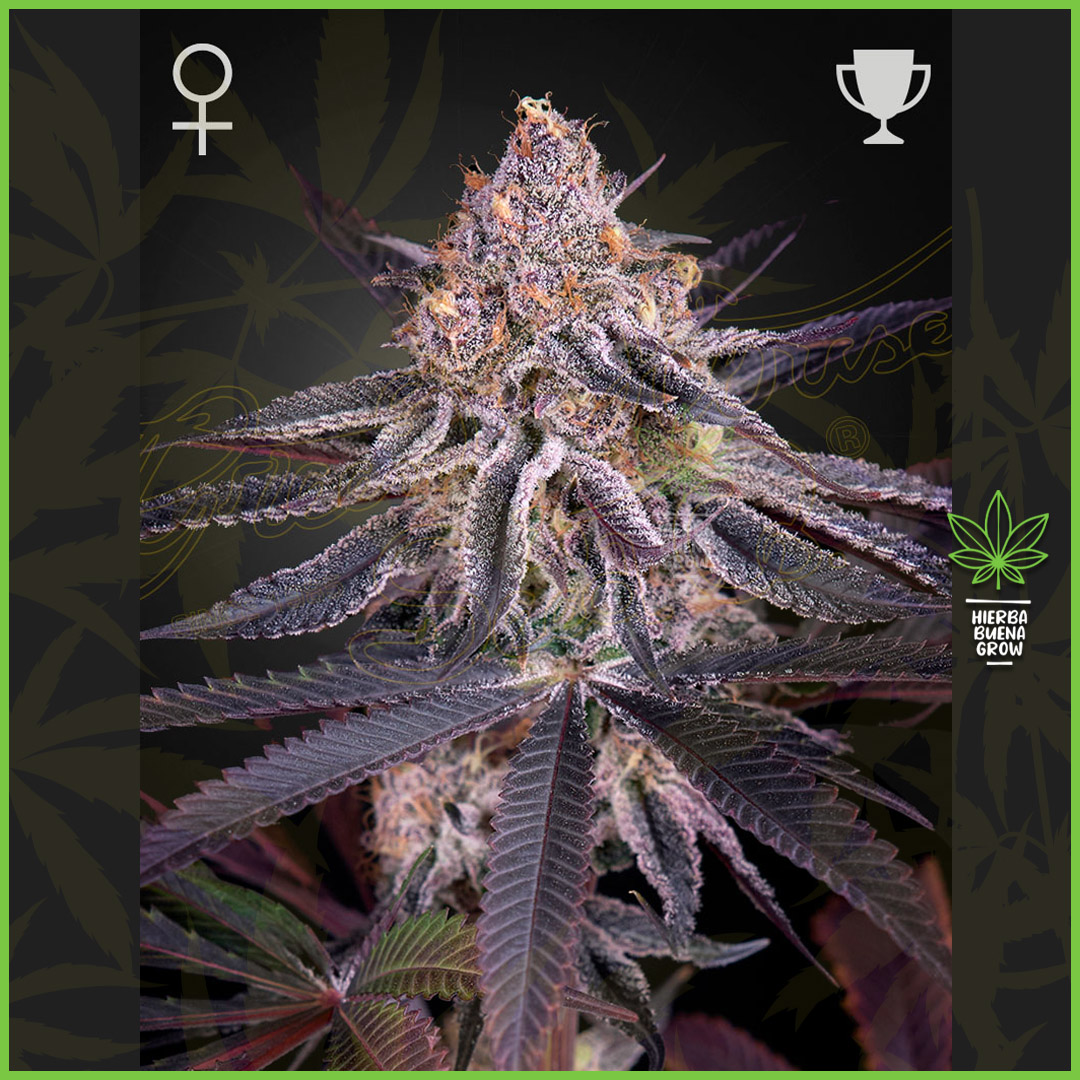 Green House - King's Juice - 60% Sativa / 40% Indica