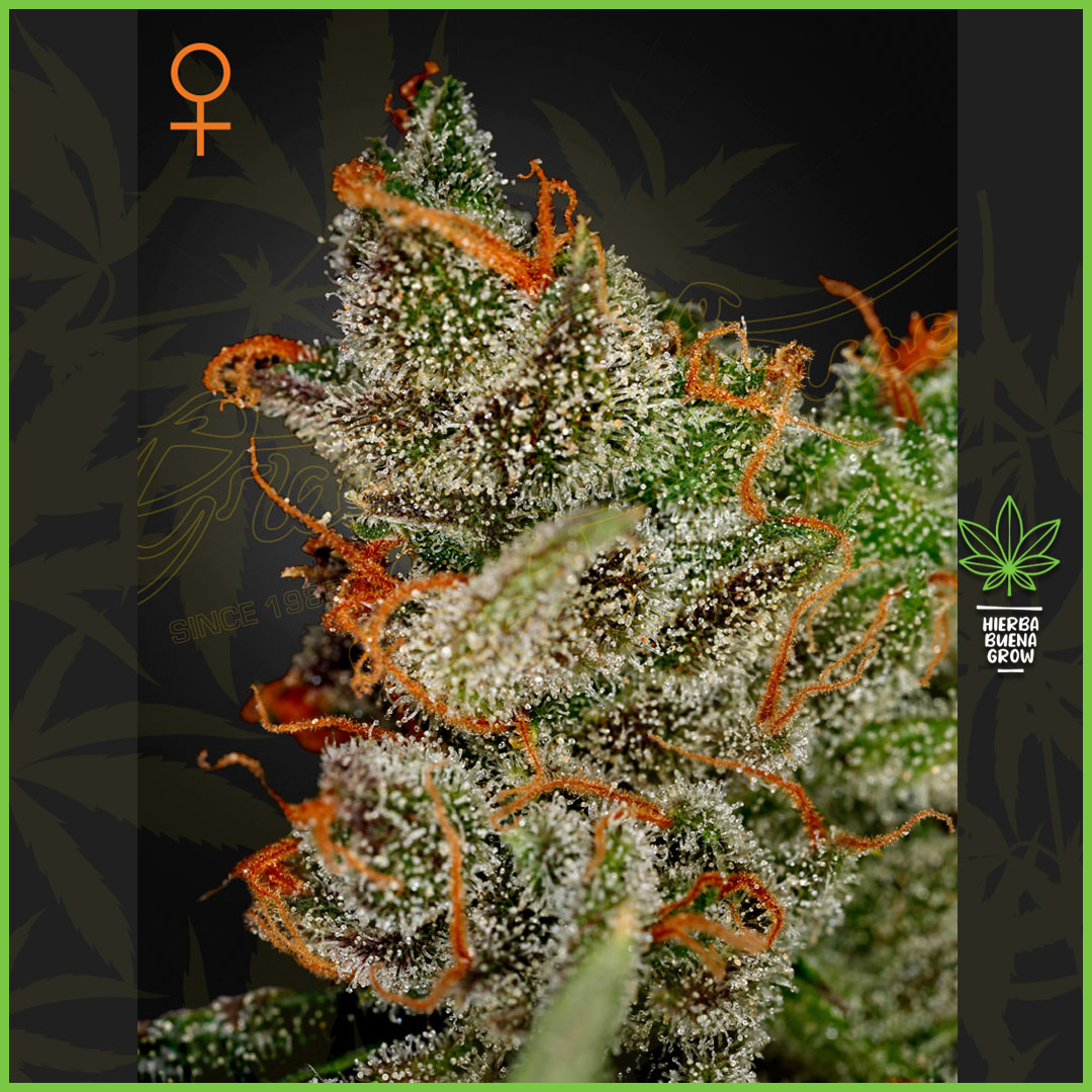 Green House - King's Kush - 30% Sativa / 70% Indica