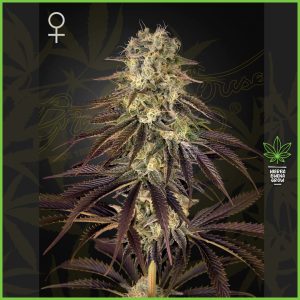 Green House - Kong's Krush - 40% Sativa / 60% Indica