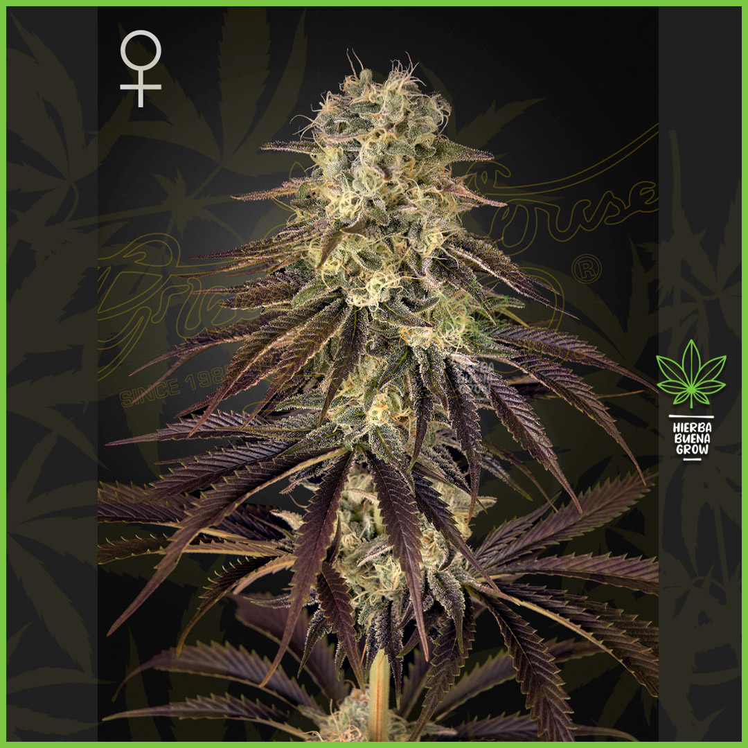 Green House - Kong's Krush - 40% Sativa / 60% Indica