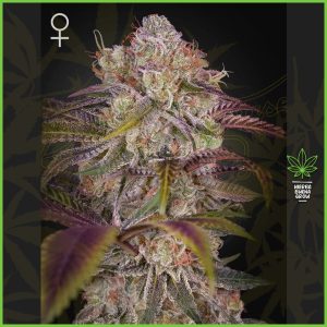 Green House - Gran Jefa - 35% Sativa / 65% Indica