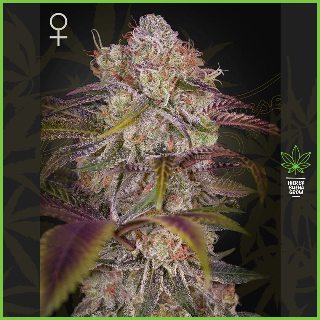 Green House - Gran Jefa - 35% Sativa / 65% Indica