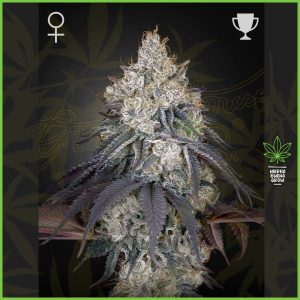 Green House - Lemon Orange - 70% Sativa / 30% Indica