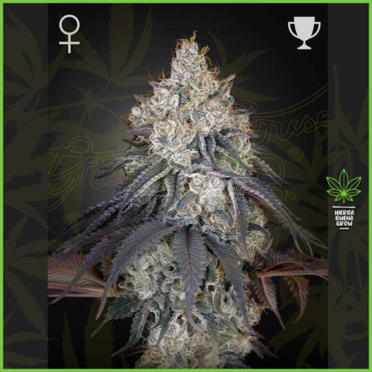 Green House - Lemon Orange - 70% Sativa / 30% Indica