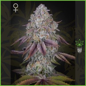 Green House - Persian Pie - 40% Sativa / 60% Indica