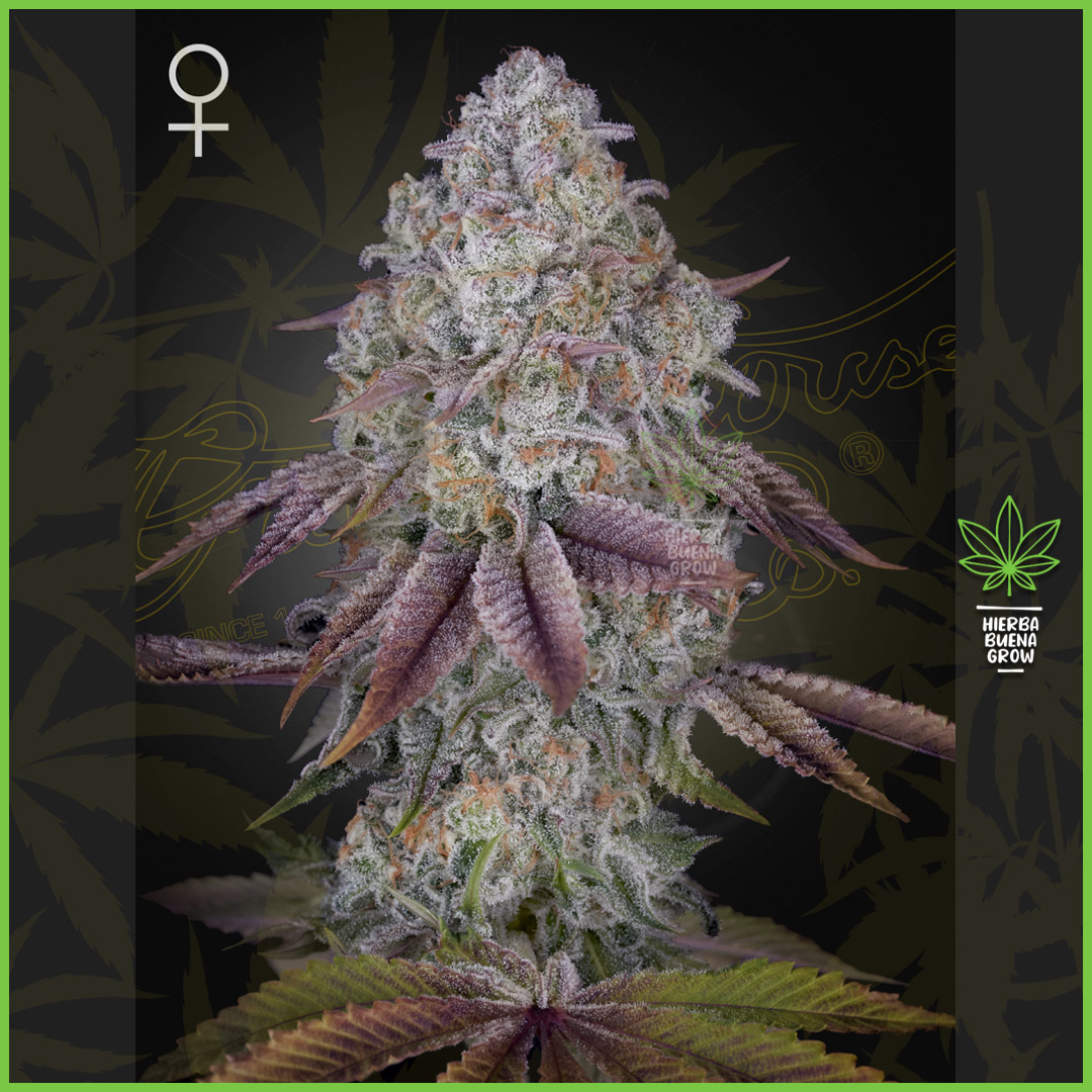 Green House - Persian Pie - 40% Sativa / 60% Indica