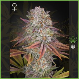 Green House - Pulp Friction - 30% Sativa / 70% Indica