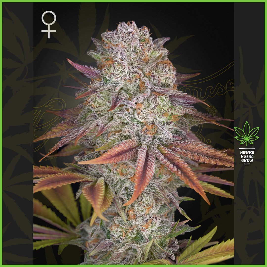 Green House - Pulp Friction - 30% Sativa / 70% Indica