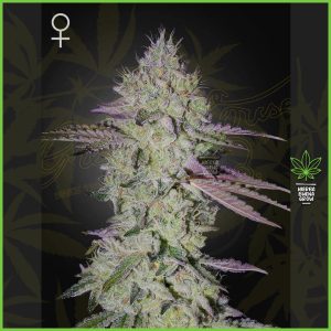 Green House - Tarte Tatin - 35% Sativa / 65% Indica