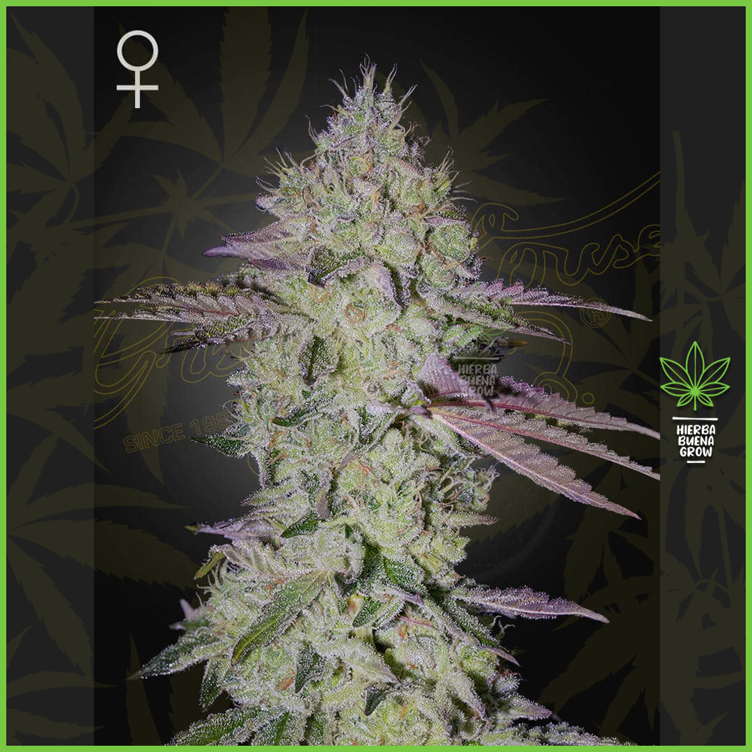 Green House - Tarte Tatin - 35% Sativa / 65% Indica