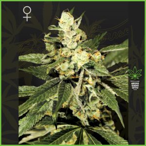 Green House - Train Wreck - 40% Sativa / 60% Indica