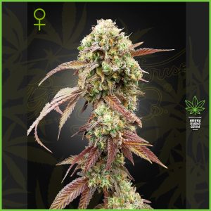 Green House -West Coast OG x Gelato 41 - 80% Indica / 10% Sativa / 10% Ruderalis