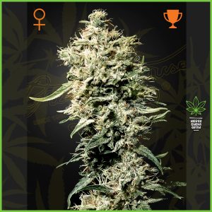 Green House - White Rhino - 80% Indica / 20% Sativa