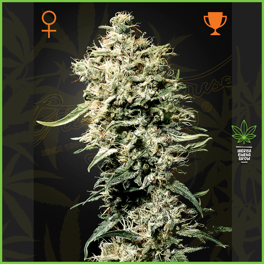 Green House - White Rhino - 80% Indica / 20% Sativa