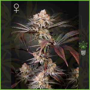 Green House - Wonder Pie - 60% Indica / 40% Sativa