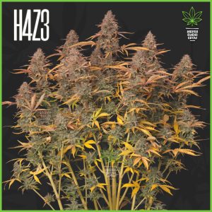 H4Z3 - Apricot Cookies - 50% Sativa / 45% Indica / 5% Ruderalis
