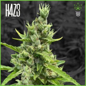 H4Z3 - Big Frozen Kush - 45% Sativa / 50% Indica / 5% Ruderalis