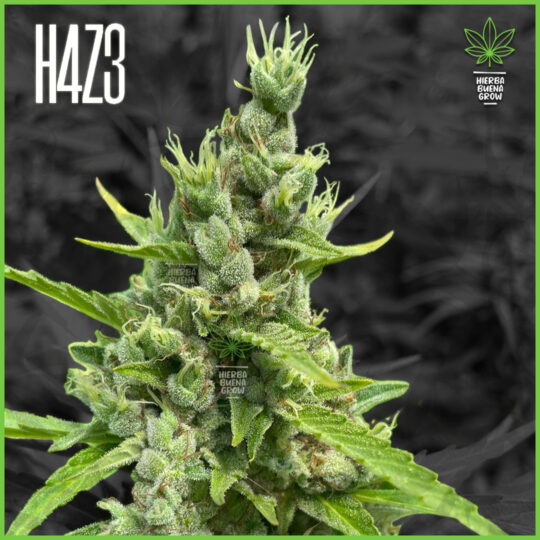 H4Z3 - Big Frozen Kush - 45% Sativa / 50% Indica / 5% Ruderalis