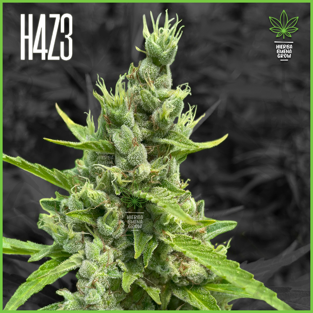 H4Z3 - Big Frozen Kush - 45% Sativa / 50% Indica / 5% Ruderalis